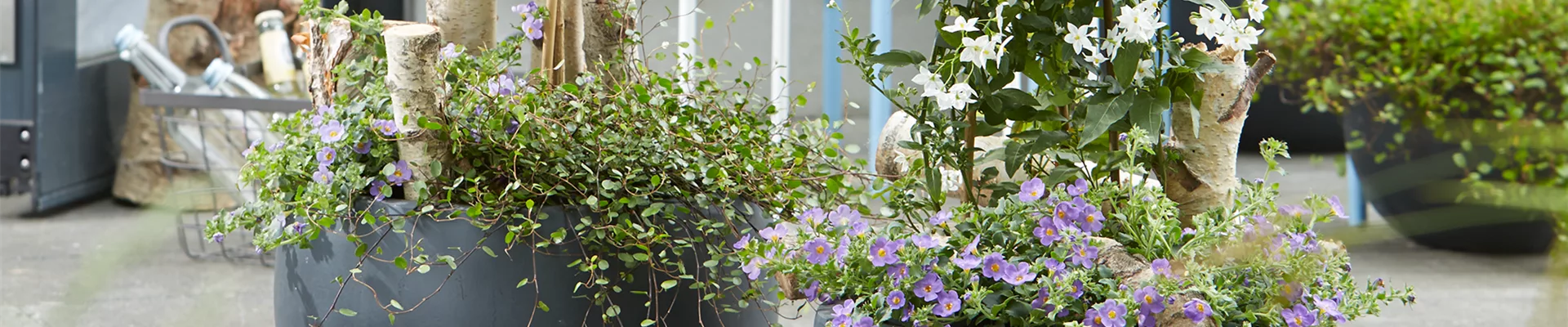 AUF DIE PLäTZE, PFLANZEN, LOS!