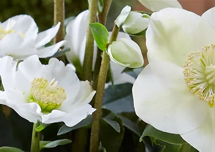 Christrose Christrose