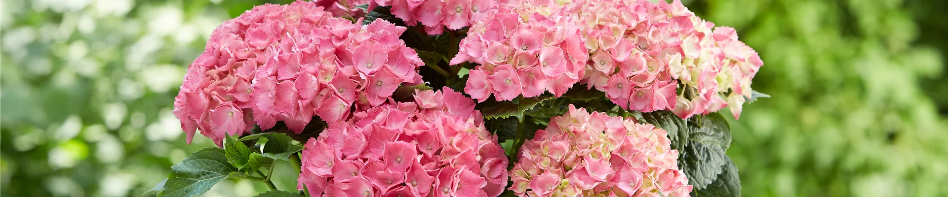 Hortensie