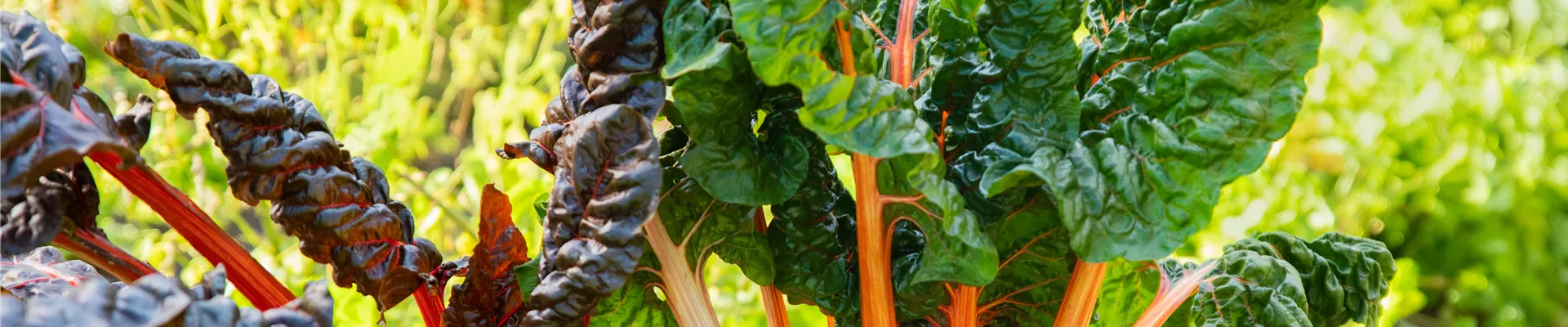 Beta vulgaris var. cicla