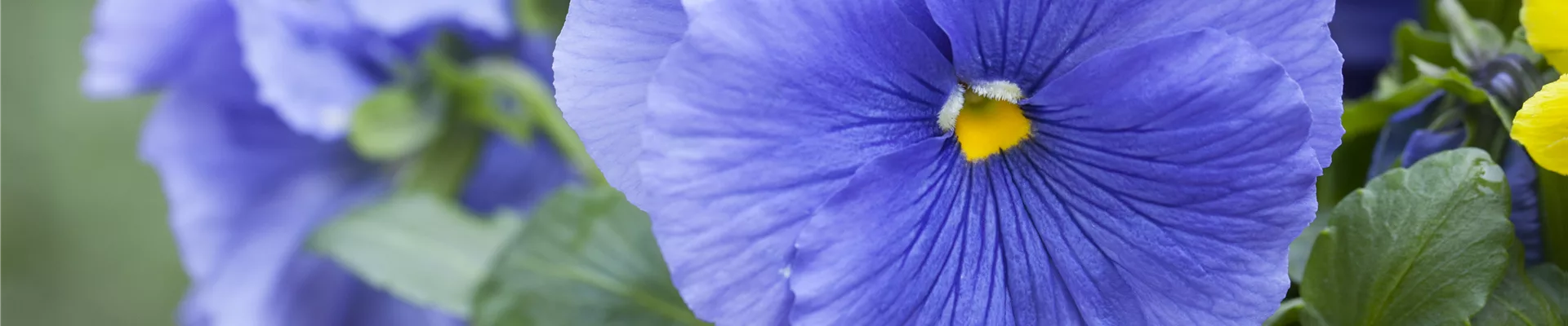 Viola x wittrockiana