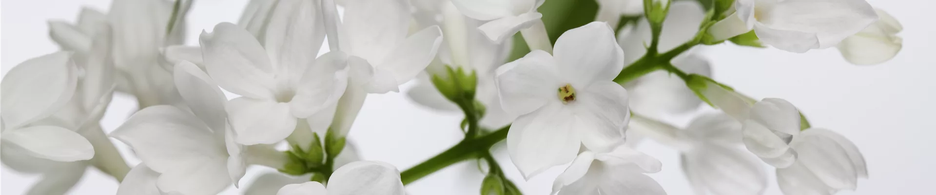 Syringa