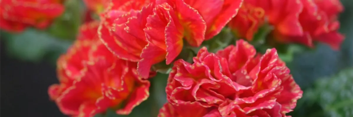 Primeln - Einpflanzen im Garten (thumbnail)