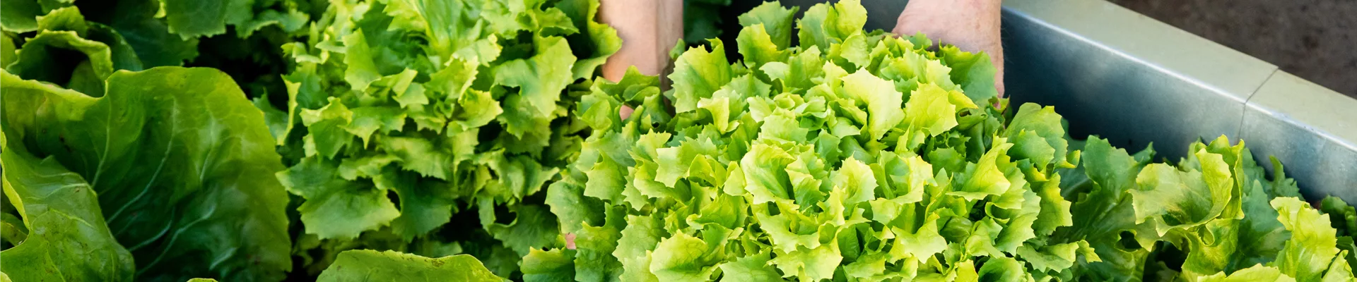 Gemüseernte - Salat ausheben