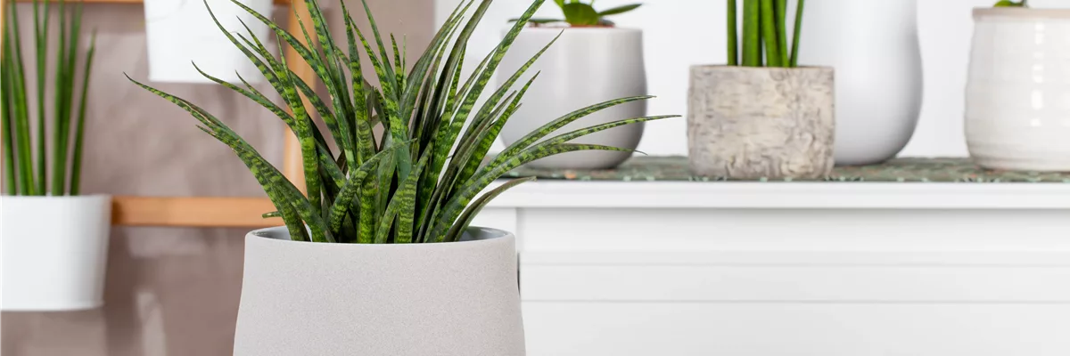 Sansevieria 'Fernwood Punk'