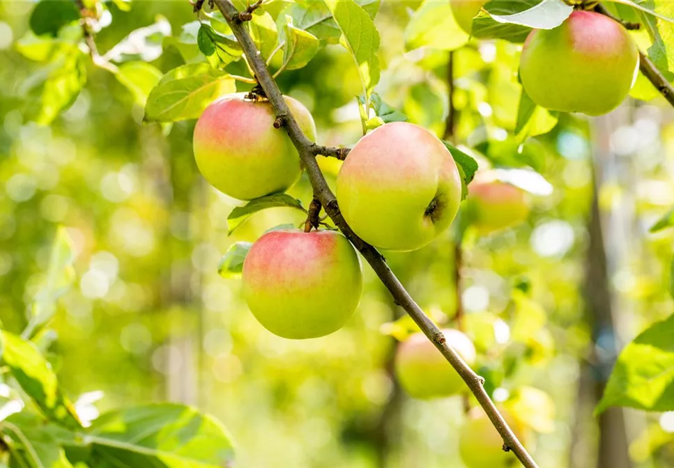 STREUOBSTWIESE - GESUNDHEIT ZUM SELBERPFLüCKEN