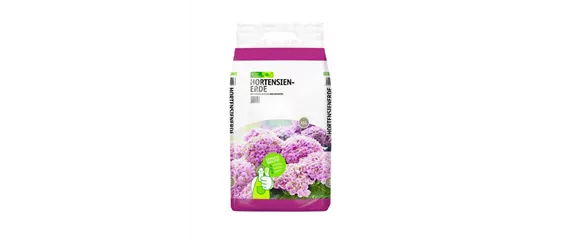 PFLANZE DES MONATS MÄRZ: ZIMMER-HORTENSIE