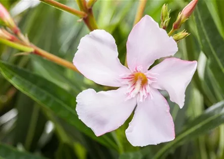 Oleander