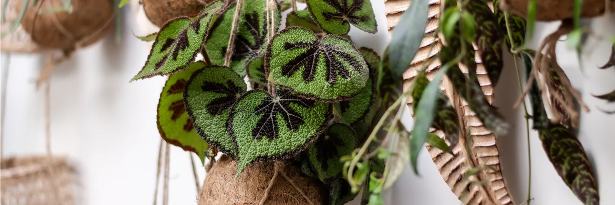 HäNGENDE ZIMMERPFLANZEN!