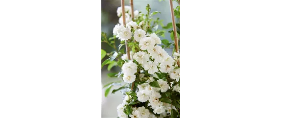 SONNENGARTEN! 