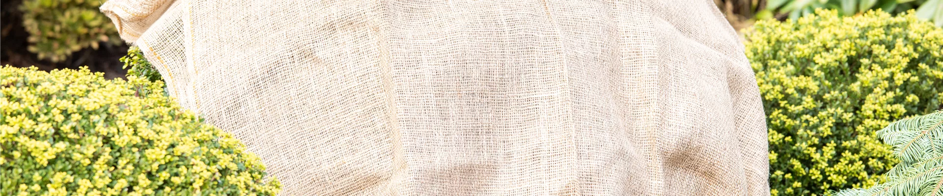 Frostschutz - Jutesack auf immergrünen Pflanzen