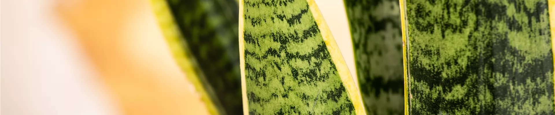 Sansevieria trifasciata