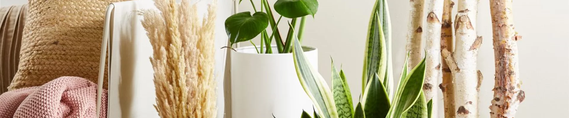 PFLEGELEICHTE ZIMMERPFLANZEN!