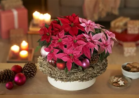 Weihnachtsstern Weihnachtsstern