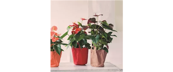 KLASSISCHE WEIHNACHTEN!