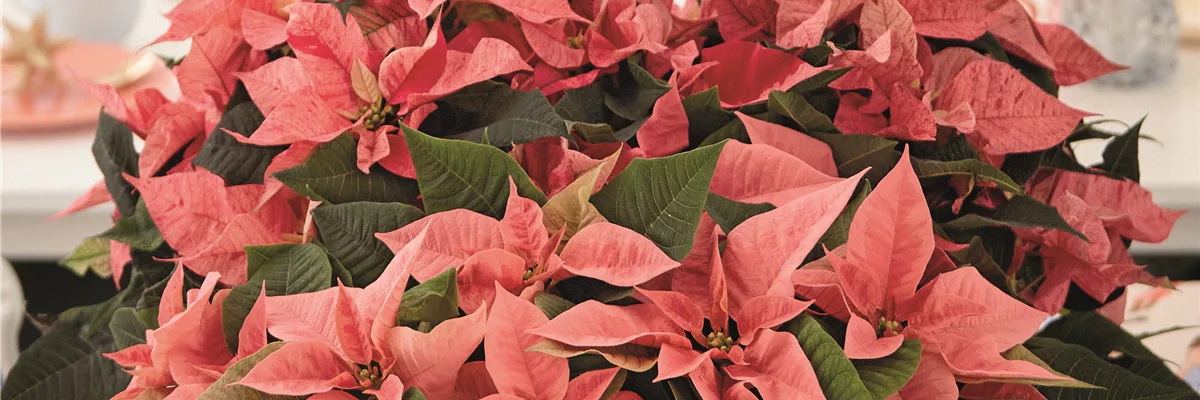 KLASSISCHE WEIHNACHTEN!