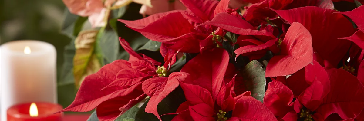 BLüHENDE GESCHENKIDEEN!