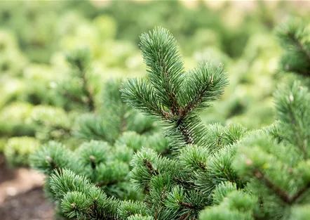 Koniferen Koniferen