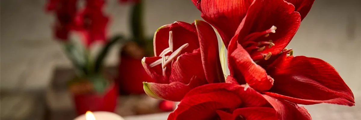 AMARYLLIS