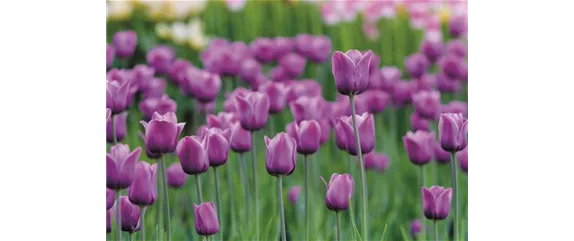 JETZT PFLANZEN, SPäTER STAUNEN!