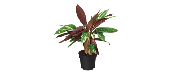 IM GLANZ DER ELEGANZ!