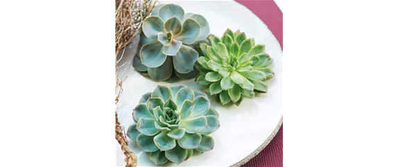 IM GLANZ DER ELEGANZ!