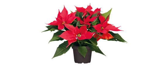 WEIHNACHTEN BEGINNT ZUHAUSE!