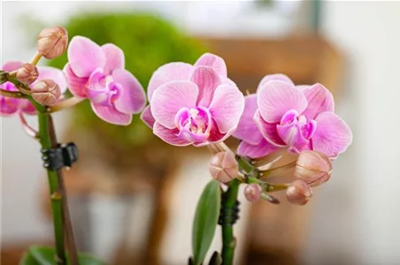 Phalaenopsis 