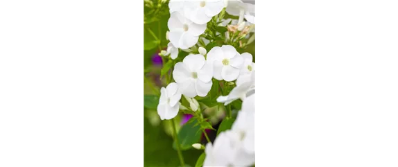POLSTERPHLOX