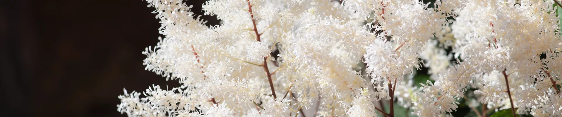 PFLANZE DER WOCHE: ASTILBE