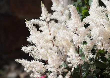PFLANZE DER WOCHE: ASTILBE