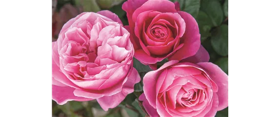 ELEGANTER ROSENGARTEN! 