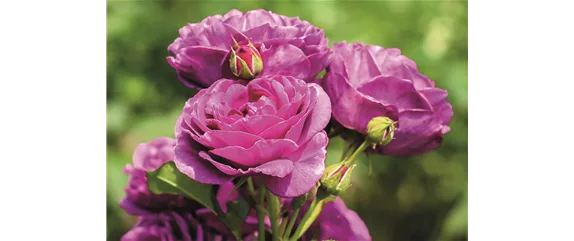 ELEGANTER ROSENGARTEN! 
