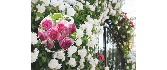 ELEGANTER ROSENGARTEN! 