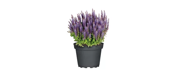 ELEGANTER ROSENGARTEN! 