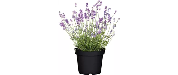 ELEGANTER ROSENGARTEN! 