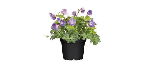 ELEGANTER ROSENGARTEN! 