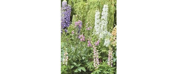 BLÜHENDER GARTEN! AUSDAUERNDE STAUDEN FÜR TERRASSEN UND BEETE. 