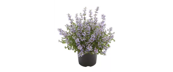 BLÜHENDER GARTEN! AUSDAUERNDE STAUDEN FÜR TERRASSEN UND BEETE. 