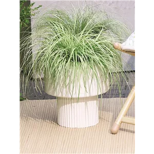 NATÜRLICH SCHÖN! GRÄSER FÜR EIN STILVOLLES GARTENAMBIENTE. 