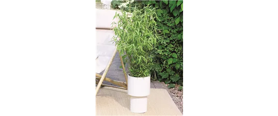 NATÜRLICH SCHÖN! GRÄSER FÜR EIN STILVOLLES GARTENAMBIENTE. 