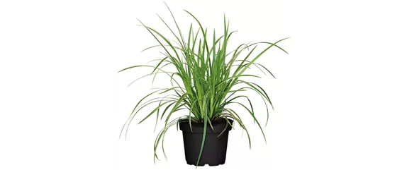 NATÜRLICH SCHÖN! GRÄSER FÜR EIN STILVOLLES GARTENAMBIENTE. 