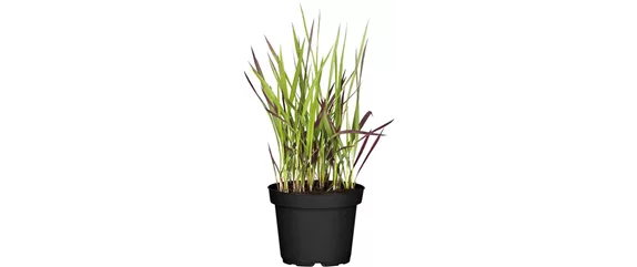 NATÜRLICH SCHÖN! GRÄSER FÜR EIN STILVOLLES GARTENAMBIENTE. 