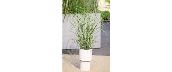 NATÜRLICH SCHÖN! GRÄSER FÜR EIN STILVOLLES GARTENAMBIENTE. 
